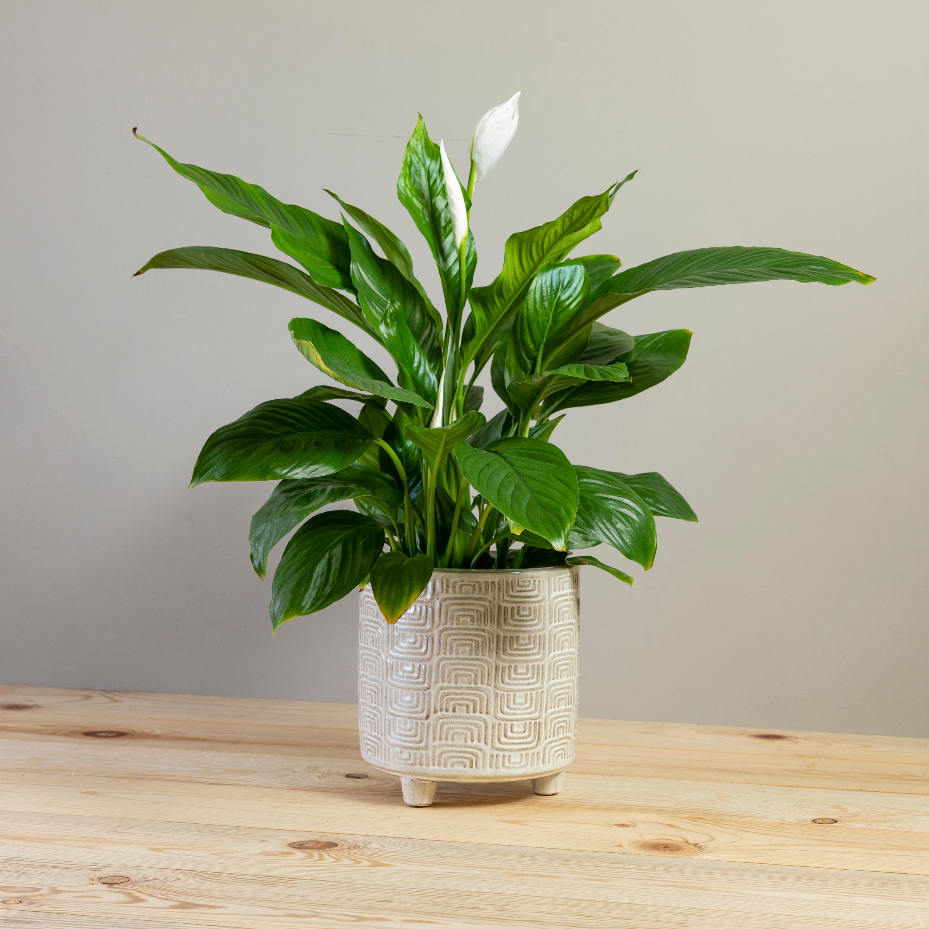 Itza Pot, Large