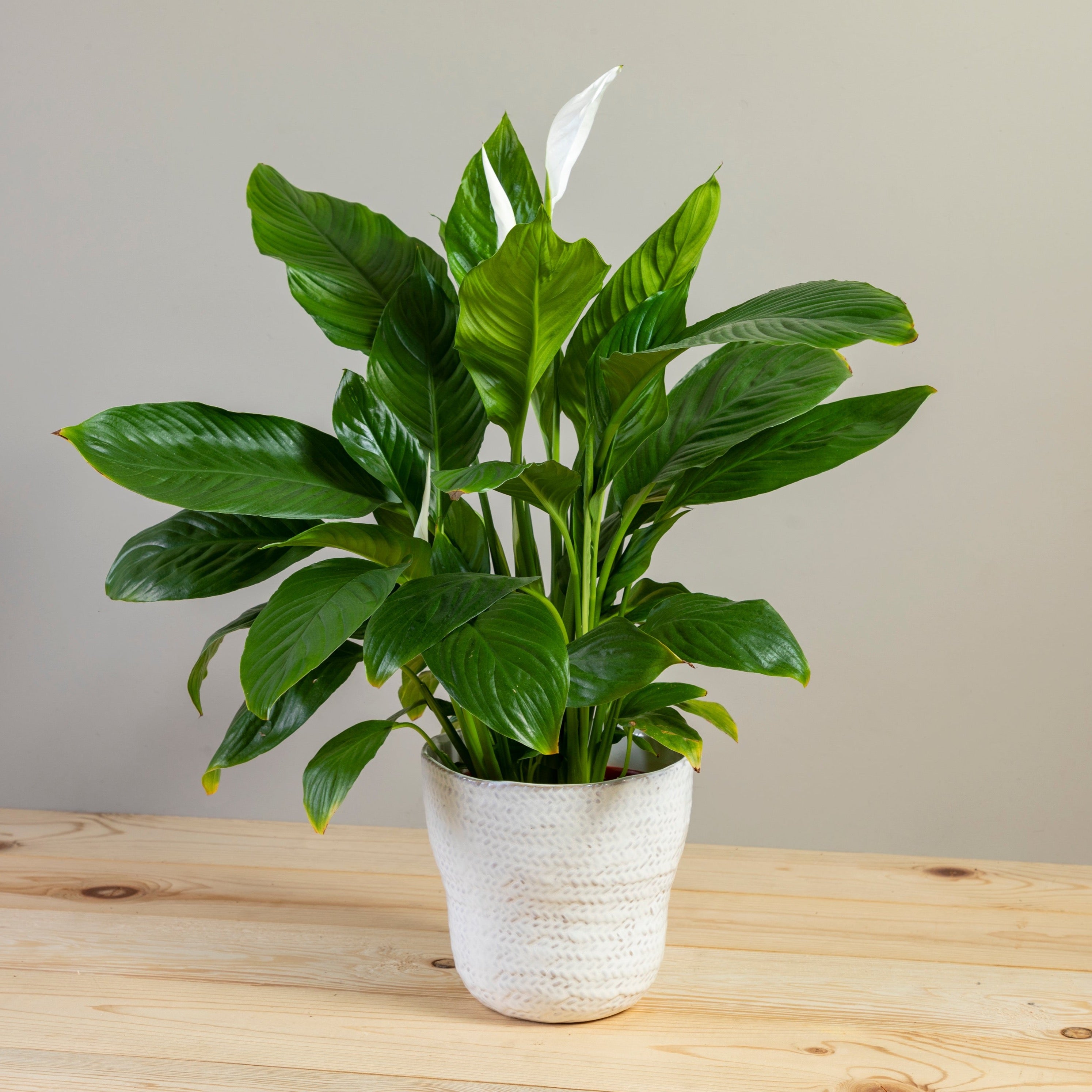 Amstel Pot, Large