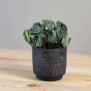 Delrado Pot, Large