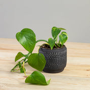 Delrado Pot