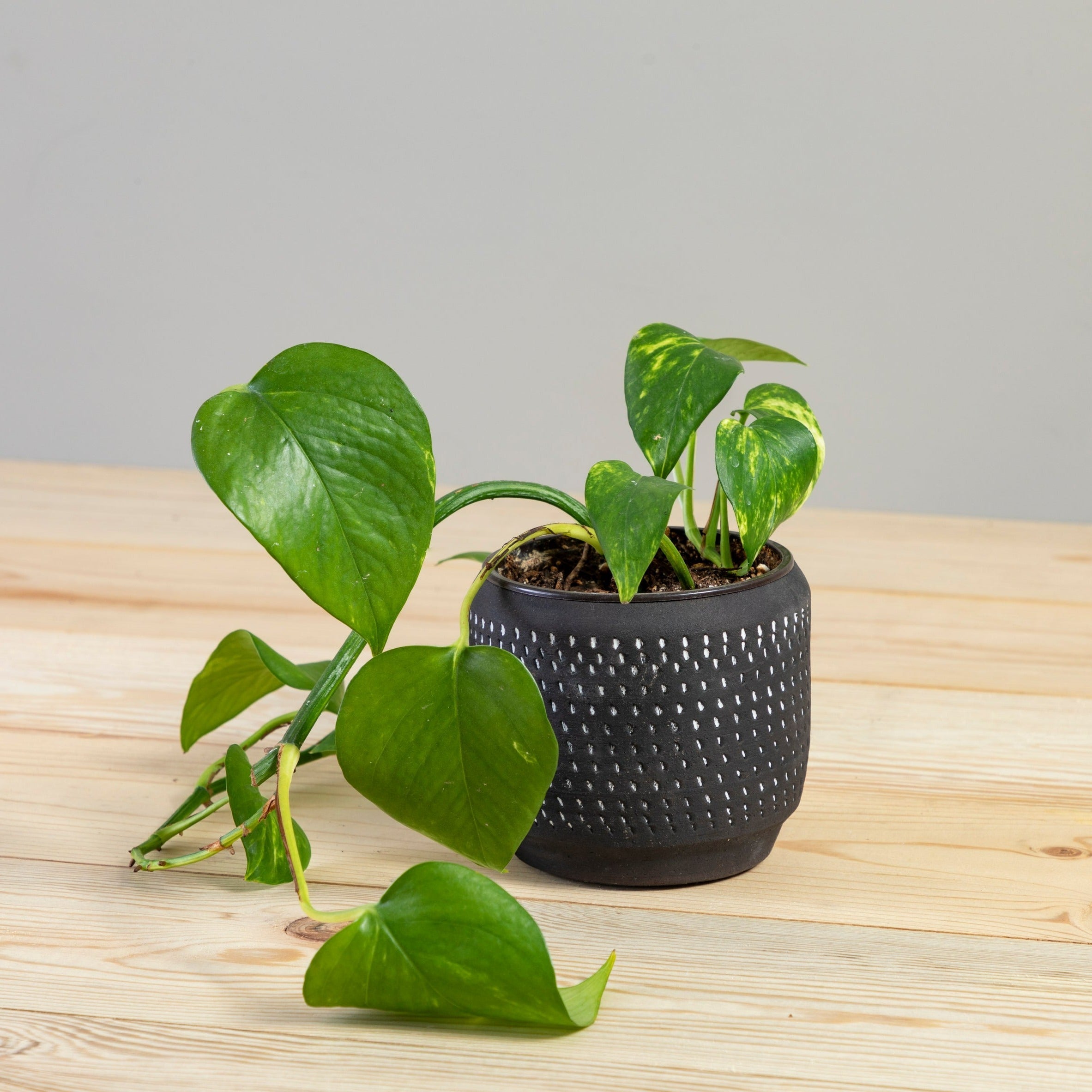 Delrado Pot