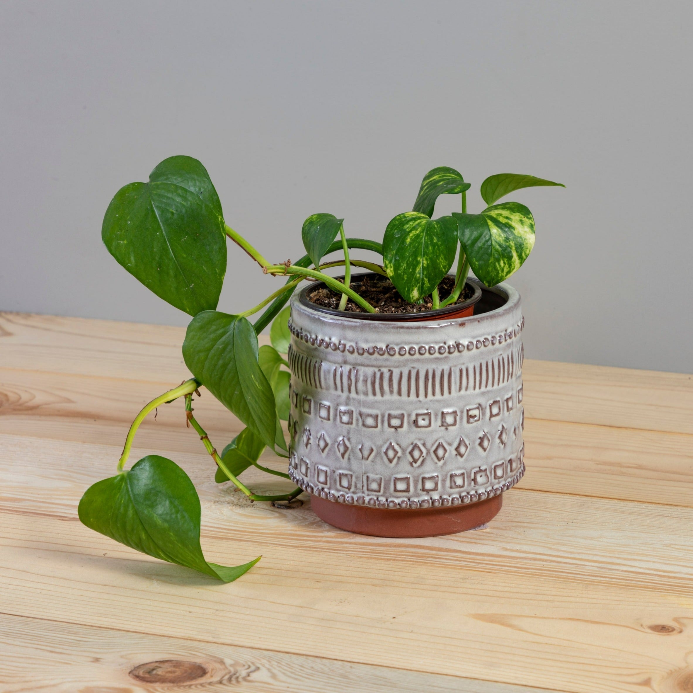Freja Pot, Medium