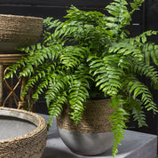 Reed Pot