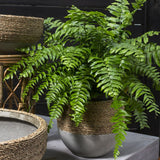 Reed Pot