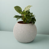 Atallo Cement Planter