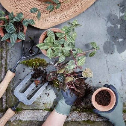 3-Tine Cultivator
