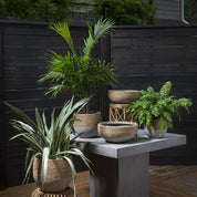 Reed Pot